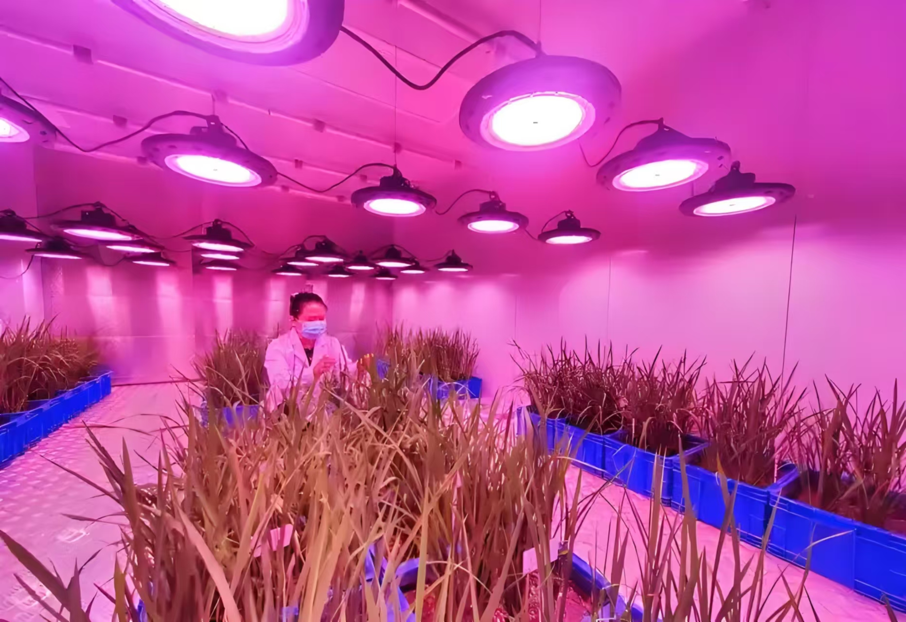 辽宁人工气候室在农业领域的应用